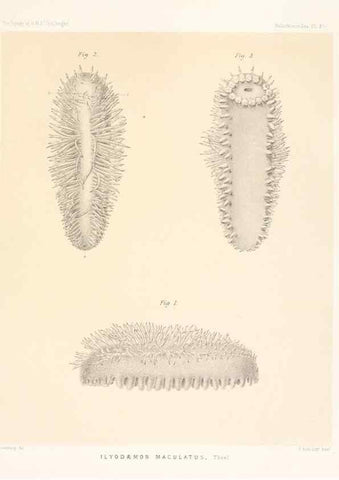 Reproducción/Reproduction 36954672081: Report on the scientific results of the voyage of H.M.S. Challenger during the years 1873-76 under the command of Captain George S. Nares .... Edinburgh :Neill,1880-1895.