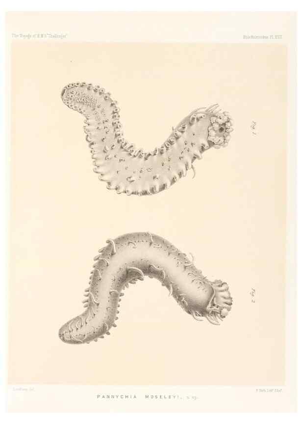 Reproducción/Reproduction 36954672661: Report on the scientific results of the voyage of H.M.S. Challenger during the years 1873-76 under the command of Captain George S. Nares .... Edinburgh :Neill,1880-1895.