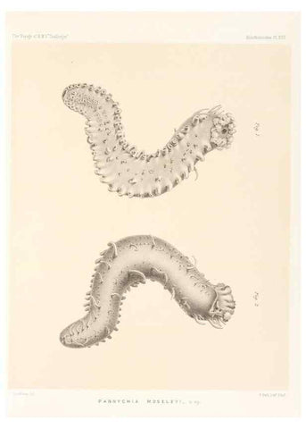 Reproducción/Reproduction 36954672661: Report on the scientific results of the voyage of H.M.S. Challenger during the years 1873-76 under the command of Captain George S. Nares .... Edinburgh :Neill,1880-1895.