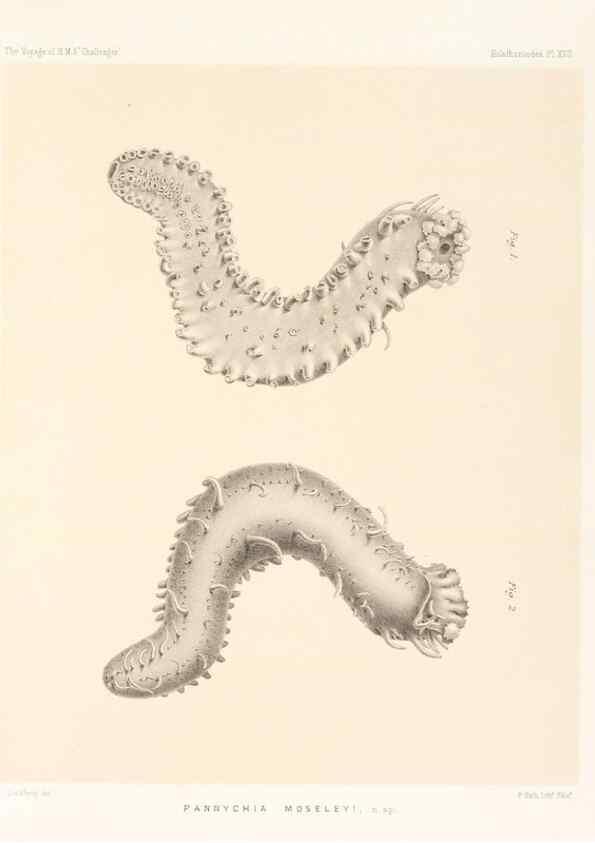 Reproducción/Reproduction 36954672661: Report on the scientific results of the voyage of H.M.S. Challenger during the years 1873-76 under the command of Captain George S. Nares .... Edinburgh :Neill,1880-1895.