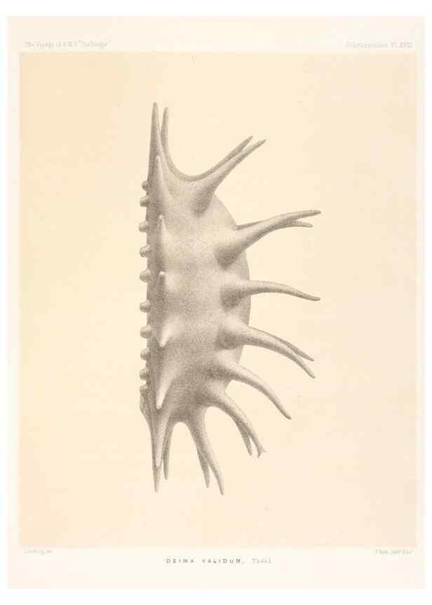 Reproducción/Reproduction 36954673391: Report on the scientific results of the voyage of H.M.S. Challenger during the years 1873-76 under the command of Captain George S. Nares .... Edinburgh :Neill,1880-1895.
