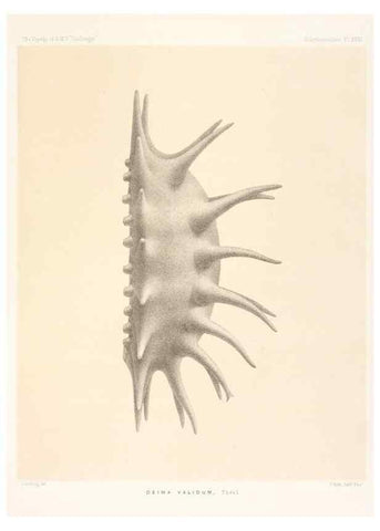 Reproducción/Reproduction 36954673391: Report on the scientific results of the voyage of H.M.S. Challenger during the years 1873-76 under the command of Captain George S. Nares .... Edinburgh :Neill,1880-1895.
