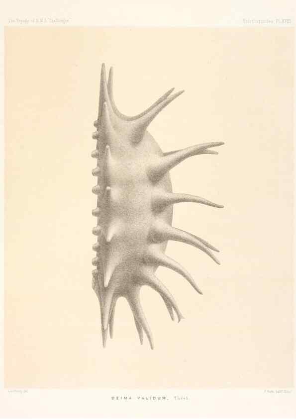 Reproducción/Reproduction 36954673391: Report on the scientific results of the voyage of H.M.S. Challenger during the years 1873-76 under the command of Captain George S. Nares .... Edinburgh :Neill,1880-1895.