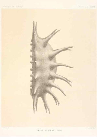 Reproducción/Reproduction 36954673391: Report on the scientific results of the voyage of H.M.S. Challenger during the years 1873-76 under the command of Captain George S. Nares .... Edinburgh :Neill,1880-1895.