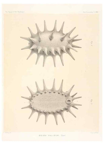 Reproducción/Reproduction 36954674331: Report on the scientific results of the voyage of H.M.S. Challenger during the years 1873-76 under the command of Captain George S. Nares .... Edinburgh :Neill,1880-1895.