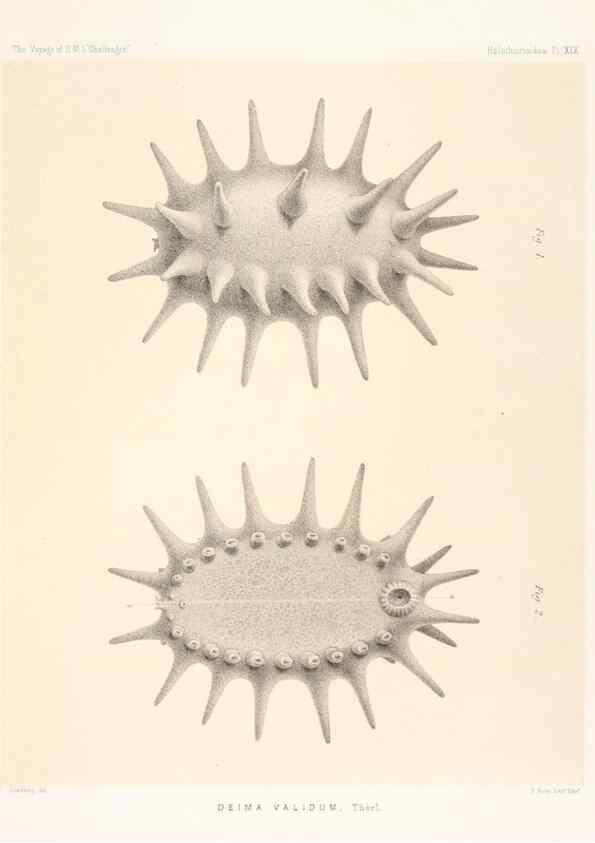 Reproducción/Reproduction 36954674331: Report on the scientific results of the voyage of H.M.S. Challenger during the years 1873-76 under the command of Captain George S. Nares .... Edinburgh :Neill,1880-1895.