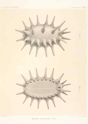 Reproducción/Reproduction 36954674331: Report on the scientific results of the voyage of H.M.S. Challenger during the years 1873-76 under the command of Captain George S. Nares .... Edinburgh :Neill,1880-1895.