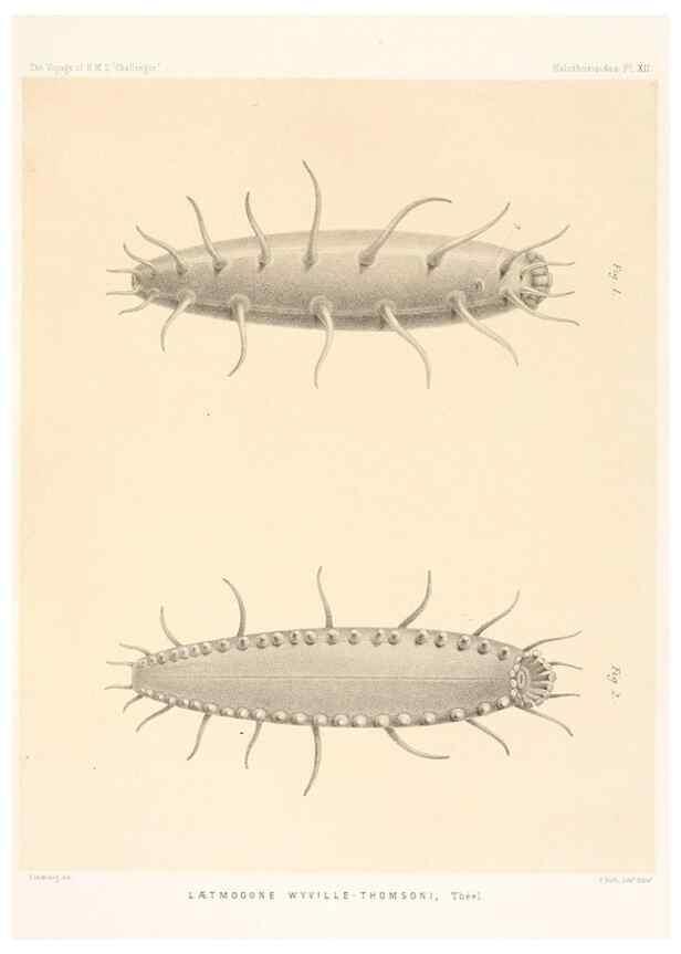 Reproducción/Reproduction 36699894720: Report on the scientific results of the voyage of H.M.S. Challenger during the years 1873-76 under the command of Captain George S. Nares .... Edinburgh :Neill,1880-1895.