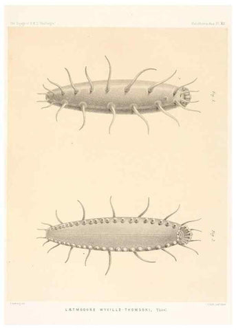 Reproducción/Reproduction 36699894720: Report on the scientific results of the voyage of H.M.S. Challenger during the years 1873-76 under the command of Captain George S. Nares .... Edinburgh :Neill,1880-1895.