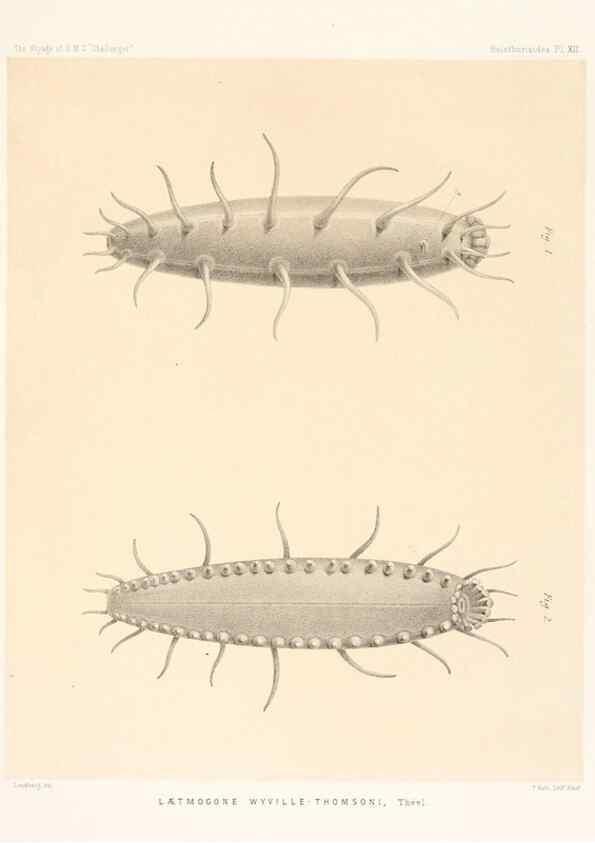Reproducción/Reproduction 36699894720: Report on the scientific results of the voyage of H.M.S. Challenger during the years 1873-76 under the command of Captain George S. Nares .... Edinburgh :Neill,1880-1895.