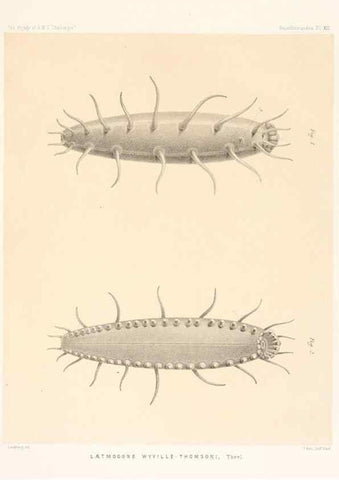 Reproducción/Reproduction 36699894720: Report on the scientific results of the voyage of H.M.S. Challenger during the years 1873-76 under the command of Captain George S. Nares .... Edinburgh :Neill,1880-1895.