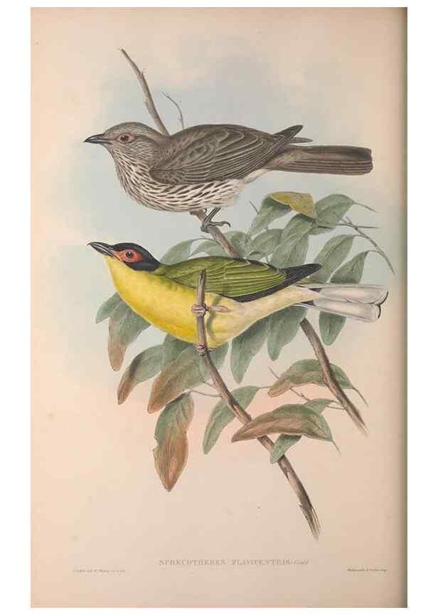 Reproducción/Reproduction 36614931560: The birds of Australia, supplement /. London :Printed by Taylor and Francis ... published by the author ...,[1851]-1869.