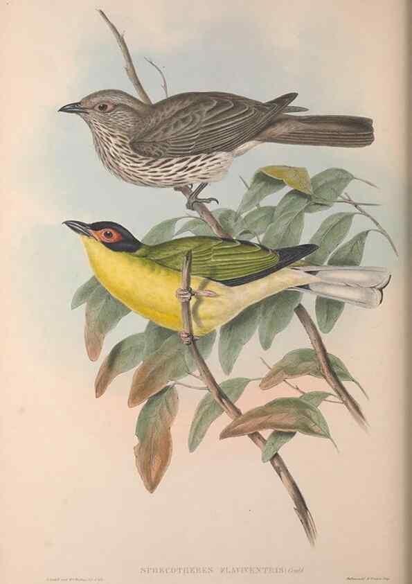 Reproducción/Reproduction 36614931560: The birds of Australia, supplement /. London :Printed by Taylor and Francis ... published by the author ...,[1851]-1869.