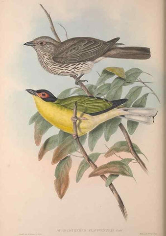 Reproducción/Reproduction 36614931560: The birds of Australia, supplement /. London :Printed by Taylor and Francis ... published by the author ...,[1851]-1869.