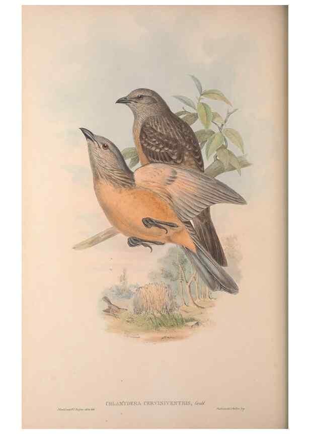 Reproducción/Reproduction 36614929410: The birds of Australia, supplement /. London :Printed by Taylor and Francis ... published by the author ...,[1851]-1869.