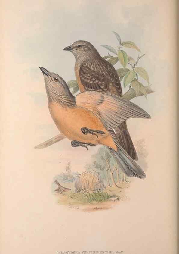 Reproducción/Reproduction 36614929410: The birds of Australia, supplement /. London :Printed by Taylor and Francis ... published by the author ...,[1851]-1869.