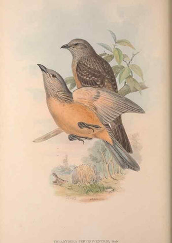 Reproducción/Reproduction 36614929410: The birds of Australia, supplement /. London :Printed by Taylor and Francis ... published by the author ...,[1851]-1869.