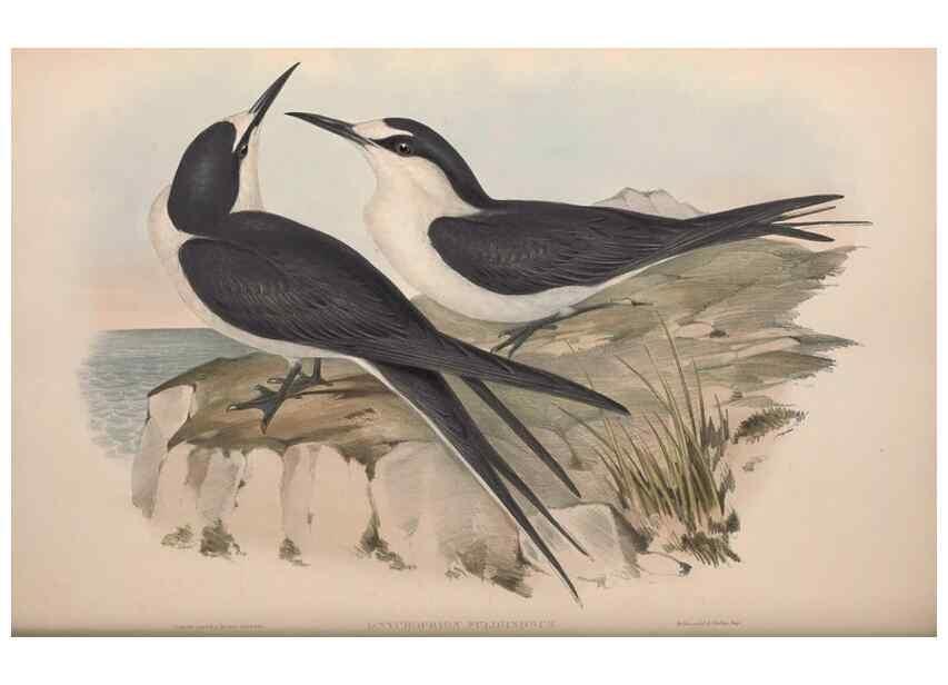 Reproducción/Reproduction 36144707293: The birds of Australia.. London,Printed by R. and J. E. Taylor; pub. by the author,[1840]-48.