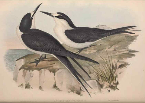 Reproducción/Reproduction 36144707293: The birds of Australia.. London,Printed by R. and J. E. Taylor; pub. by the author,[1840]-48.