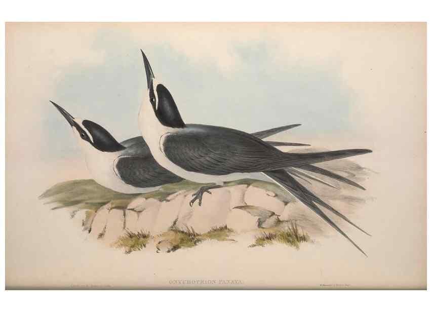 Reproducción/Reproduction 36144709323: The birds of Australia.. London,Printed by R. and J. E. Taylor; pub. by the author,[1840]-48.