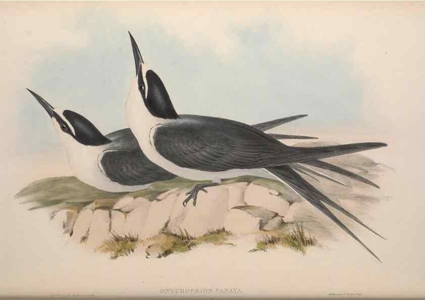 Reproducción/Reproduction 36144709323: The birds of Australia.. London,Printed by R. and J. E. Taylor; pub. by the author,[1840]-48.