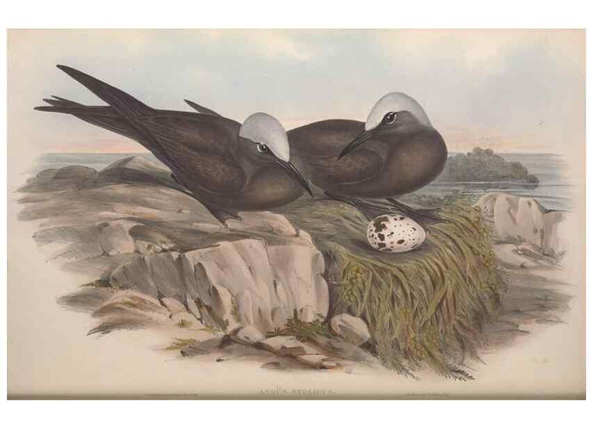 Reproducción/Reproduction 36144711923: The birds of Australia.. London,Printed by R. and J. E. Taylor; pub. by the author,[1840]-48.
