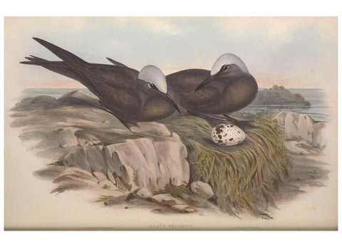 Reproducción/Reproduction 36144711923: The birds of Australia.. London,Printed by R. and J. E. Taylor; pub. by the author,[1840]-48.