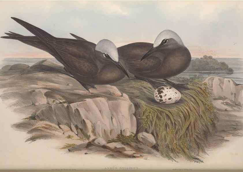 Reproducción/Reproduction 36144711923: The birds of Australia.. London,Printed by R. and J. E. Taylor; pub. by the author,[1840]-48.