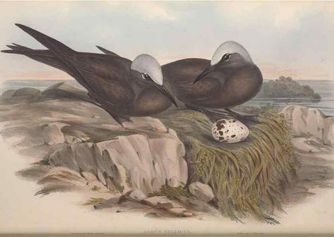 Reproducción/Reproduction 36144711923: The birds of Australia.. London,Printed by R. and J. E. Taylor; pub. by the author,[1840]-48.