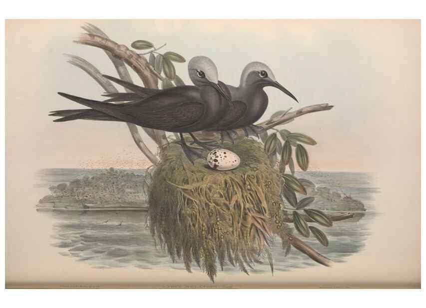 Reproducción/Reproduction 36556920400: The birds of Australia.. London,Printed by R. and J. E. Taylor; pub. by the author,[1840]-48.