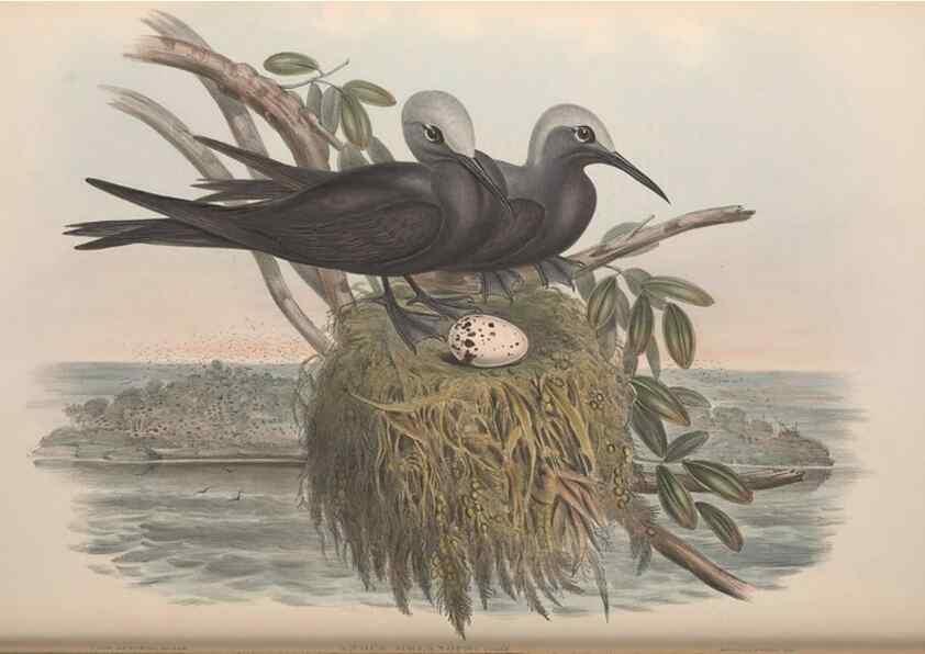 Reproducción/Reproduction 36556920400: The birds of Australia.. London,Printed by R. and J. E. Taylor; pub. by the author,[1840]-48.