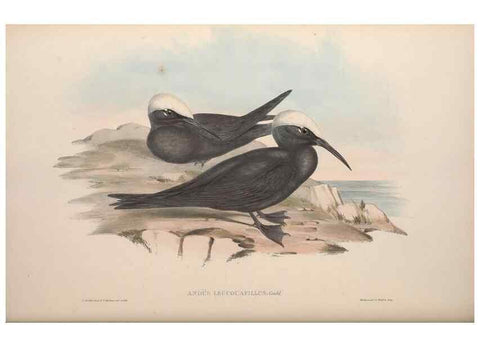 Reproducción/Reproduction 36556921670: The birds of Australia.. London,Printed by R. and J. E. Taylor; pub. by the author,[1840]-48.