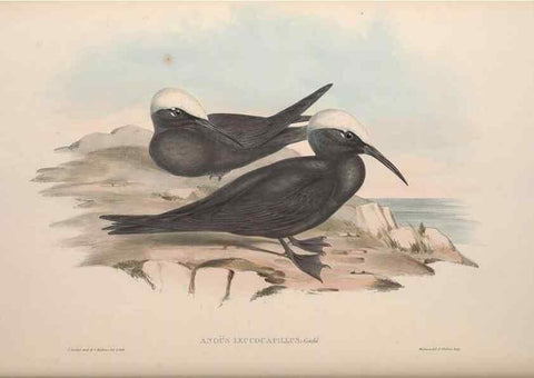 Reproducción/Reproduction 36556921670: The birds of Australia.. London,Printed by R. and J. E. Taylor; pub. by the author,[1840]-48.