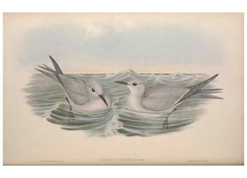 Reproducción/Reproduction 36144718863: The birds of Australia.. London,Printed by R. and J. E. Taylor; pub. by the author,[1840]-48.