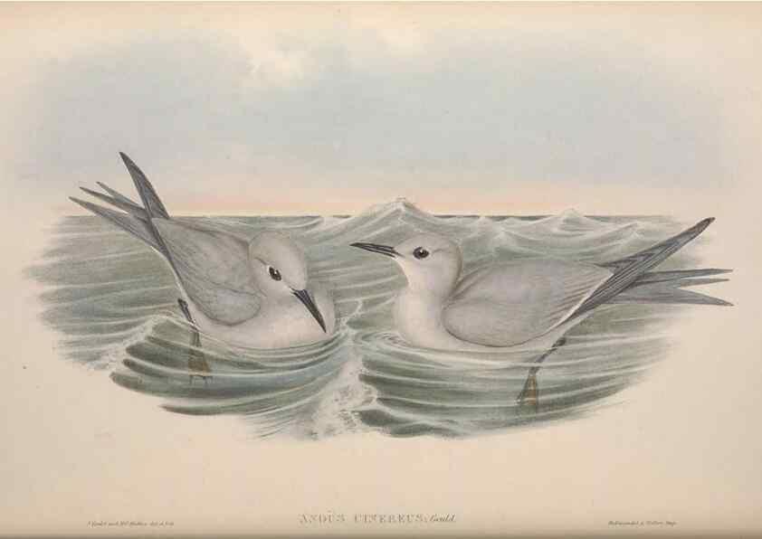 Reproducción/Reproduction 36144718863: The birds of Australia.. London,Printed by R. and J. E. Taylor; pub. by the author,[1840]-48.