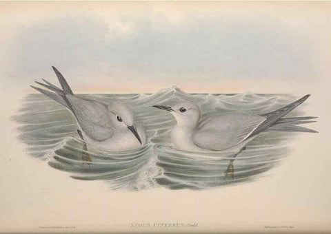 Reproducción/Reproduction 36144718863: The birds of Australia.. London,Printed by R. and J. E. Taylor; pub. by the author,[1840]-48.