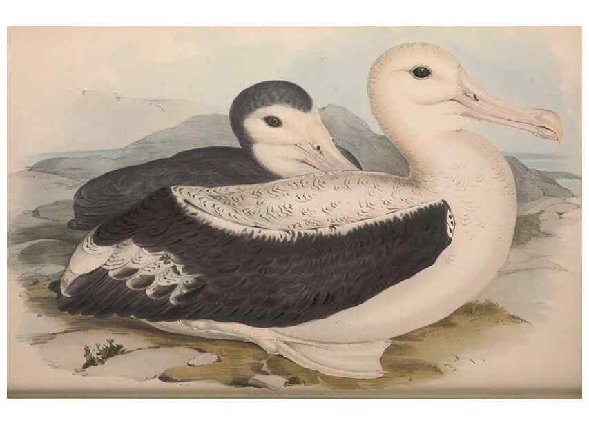 Reproducción/Reproduction 36144721573: The birds of Australia.. London,Printed by R. and J. E. Taylor; pub. by the author,[1840]-48.