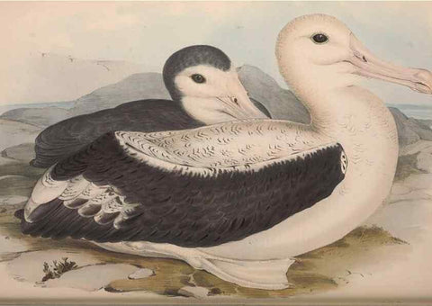 Reproducción/Reproduction 36144721573: The birds of Australia.. London,Printed by R. and J. E. Taylor; pub. by the author,[1840]-48.