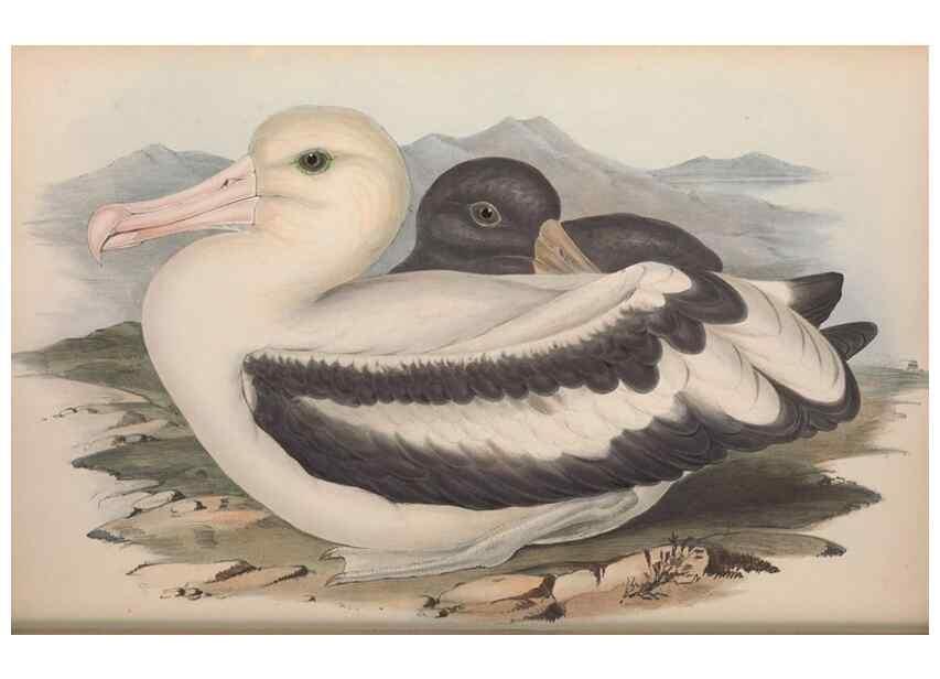 Reproducción/Reproduction 36556925020: The birds of Australia.. London,Printed by R. and J. E. Taylor; pub. by the author,[1840]-48.