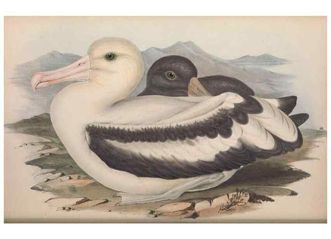 Reproducción/Reproduction 36556925020: The birds of Australia.. London,Printed by R. and J. E. Taylor; pub. by the author,[1840]-48.