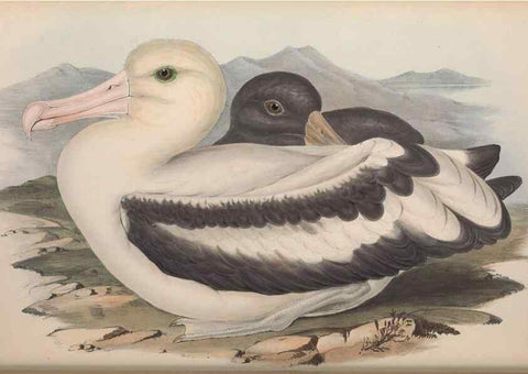 Reproducción/Reproduction 36556925020: The birds of Australia.. London,Printed by R. and J. E. Taylor; pub. by the author,[1840]-48.