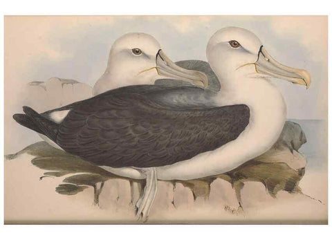 Reproducción/Reproduction 36556926120: The birds of Australia.. London,Printed by R. and J. E. Taylor; pub. by the author,[1840]-48.