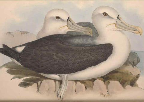 Reproducción/Reproduction 36556926120: The birds of Australia.. London,Printed by R. and J. E. Taylor; pub. by the author,[1840]-48.