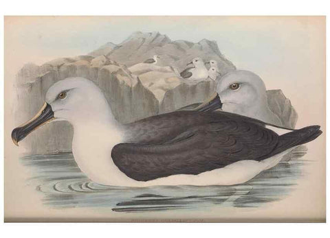 Reproducción/Reproduction 36556927190: The birds of Australia.. London,Printed by R. and J. E. Taylor; pub. by the author,[1840]-48.