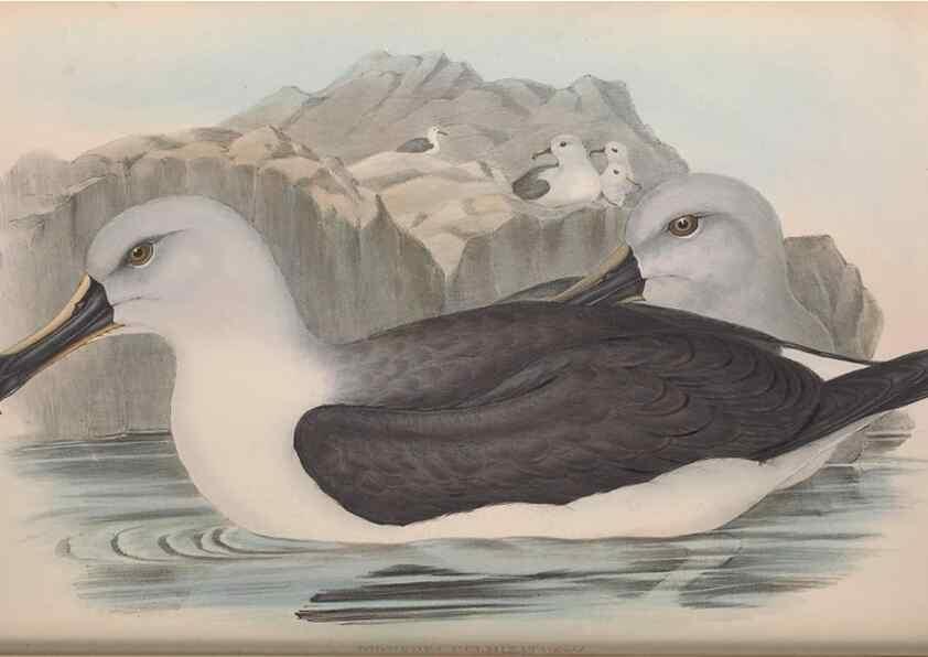 Reproducción/Reproduction 36556927190: The birds of Australia.. London,Printed by R. and J. E. Taylor; pub. by the author,[1840]-48.