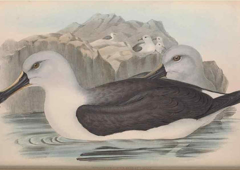 Reproducción/Reproduction 36556927190: The birds of Australia.. London,Printed by R. and J. E. Taylor; pub. by the author,[1840]-48.