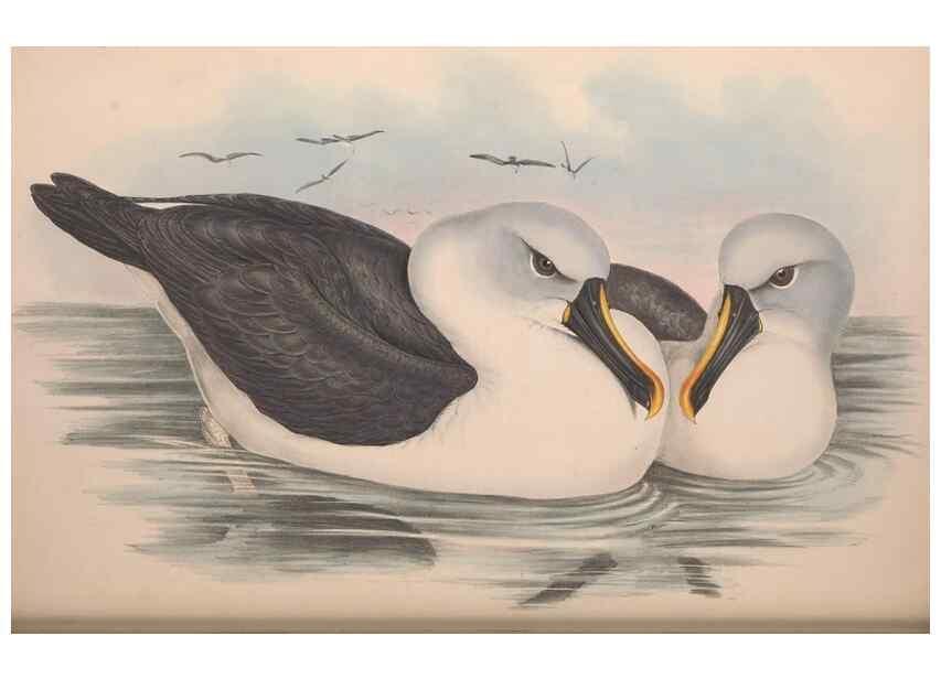 Reproducción/Reproduction 36556928400: The birds of Australia.. London,Printed by R. and J. E. Taylor; pub. by the author,[1840]-48.