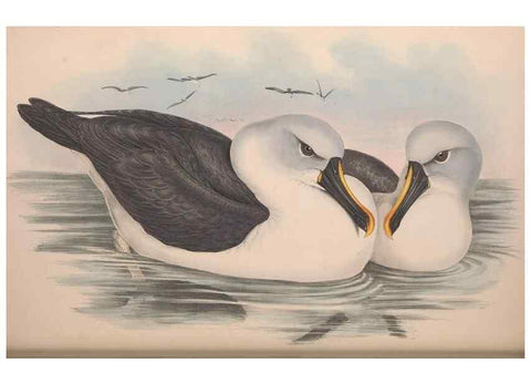 Reproducción/Reproduction 36556928400: The birds of Australia.. London,Printed by R. and J. E. Taylor; pub. by the author,[1840]-48.