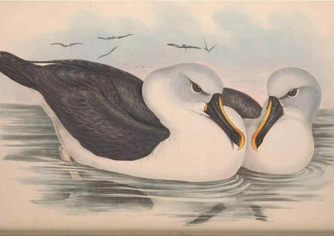 Reproducción/Reproduction 36556928400: The birds of Australia.. London,Printed by R. and J. E. Taylor; pub. by the author,[1840]-48.