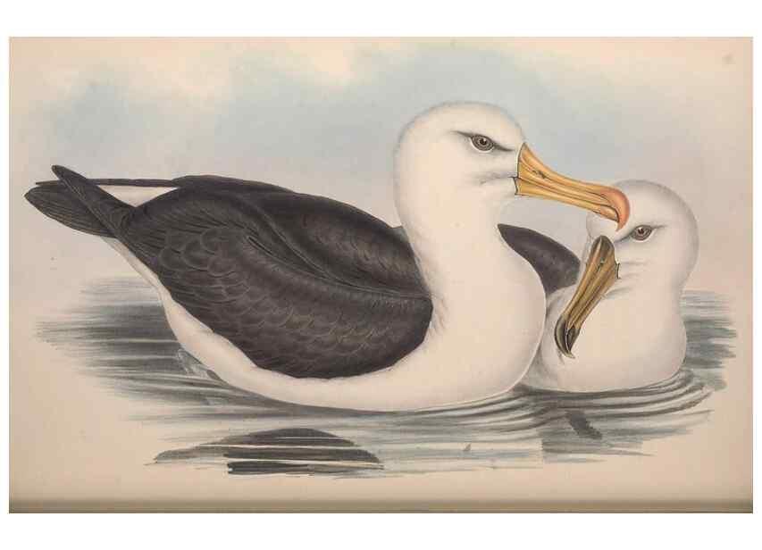Reproducción/Reproduction 36556929270: The birds of Australia.. London,Printed by R. and J. E. Taylor; pub. by the author,[1840]-48.